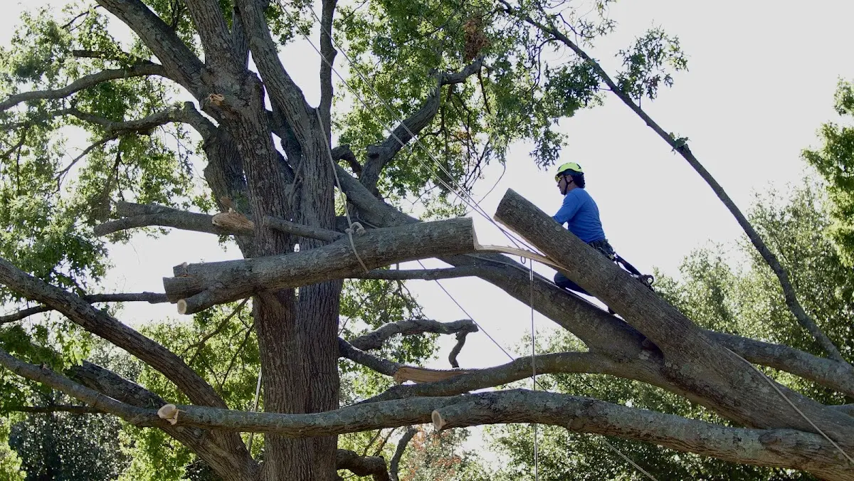 Professional Hazardous Tree Removal performed by certified arborists in Cisco